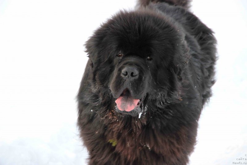 Фото: ньюфаундленд Baloven' Sud'byi (Баловень Судьбы)