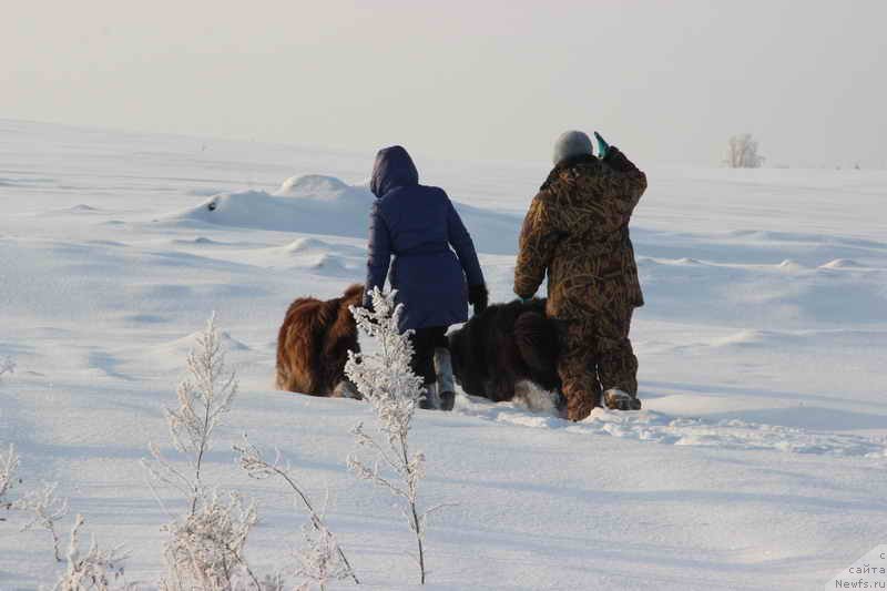 Фото: Svetlana Permyakova (Светлана Пермякова), Наташа Перевышина, ньюфаундленд Barhatka Roskoshnaya (Бархатка Роскошная), ньюфаундленд Blestyaschaya Brina (Блестящая Брина)