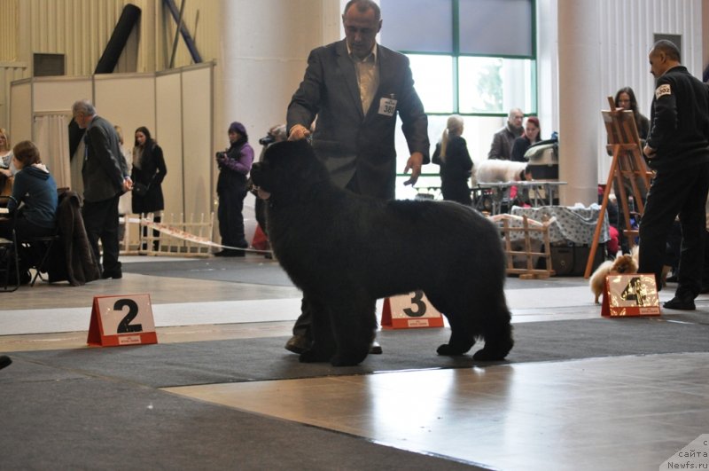 Фото: ньюфаундленд Zvezdnij Dar Agassi (Звездный Дар Агасси)