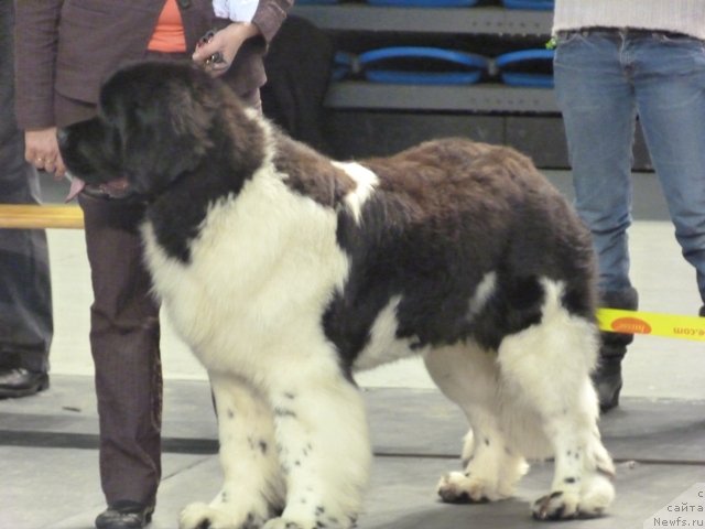 Фото: ньюфаундленд Super Bizon Zerbino (Супер Бизон Зербино)