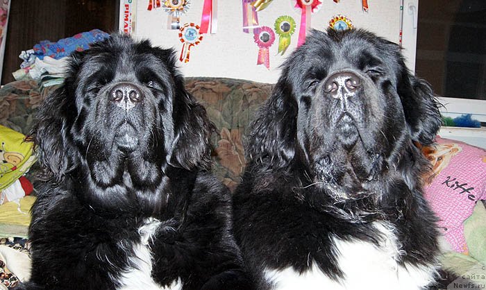 Фото: ньюфаундленд Super Bizon Indiya (Супер Бизон Индия), ньюфаундленд Super Bizon Zima (Супер Бизон Зима)