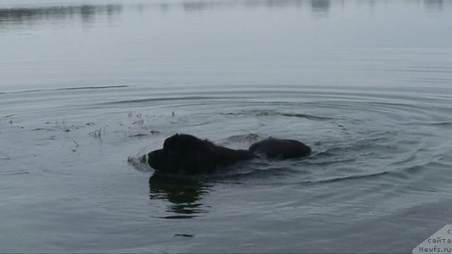 Фото: ньюфаундленд Smigar Shelkovaya Noch (Смигар Шелковая Ночь)