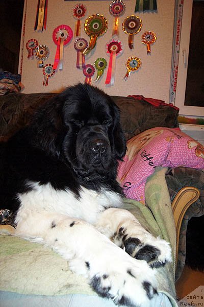 Фото: ньюфаундленд Super Bizon Zima (Супер Бизон Зима)