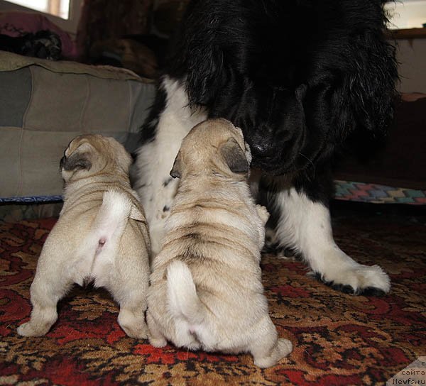 Фотография № 118496