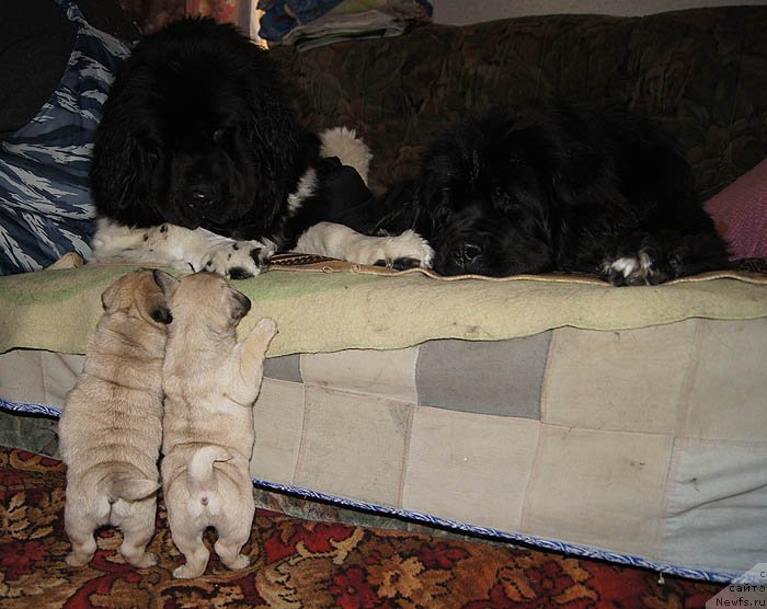 Фотография № 118499