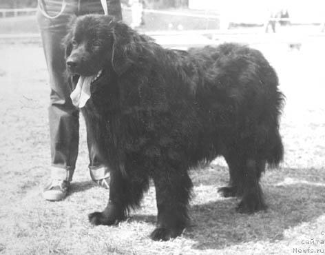 Фото: ньюфаундленд SHerif (Шериф)