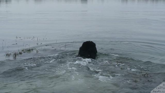 Фото: ньюфаундленд Smigar Shelkovaya Noch (Смигар Шелковая Ночь)