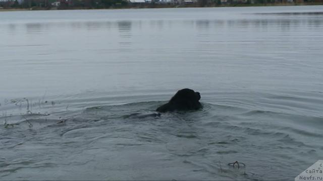 Фото: ньюфаундленд Smigar Shelkovaya Noch (Смигар Шелковая Ночь)