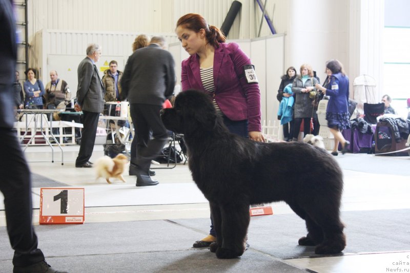 Фото: ньюфаундленд Whispers in the Wind Nuo Ozo Kalvu