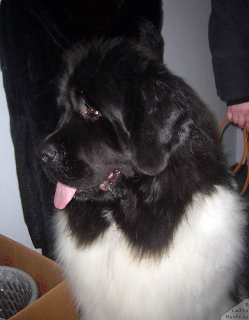 Фото: ньюфаундленд Super Bizon Jozefina (Супер Бизон Жозефина)