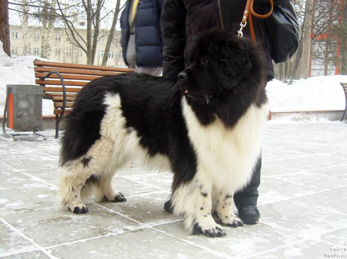 Фотография № 118534