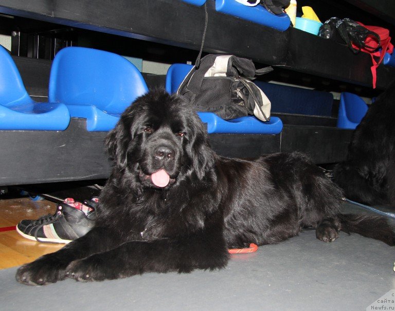 Фото: ньюфаундленд Potap Elana (Потап Елана)