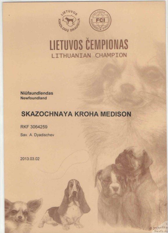 Фото: ньюфаундленд Skazochnaya Kroha Medison (Сказочная Кроха Медисон)