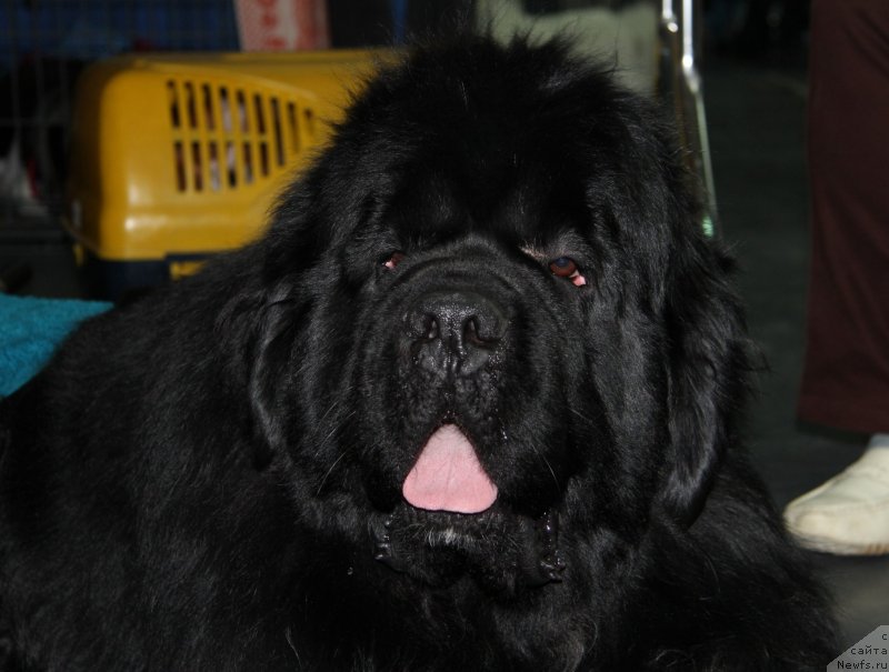 Фото: ньюфаундленд King of Helluland I'm Precious