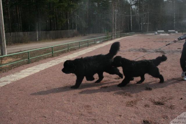 Фото: ньюфаундленд Skippers Open Arms, ньюфаундленд King of Helluland Valmont