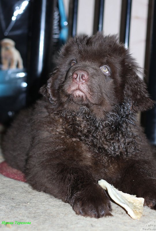 Фото: ньюфаундленд Charli The Best Helfi Pel (Чарли Де Бест Хелфи Пэл)