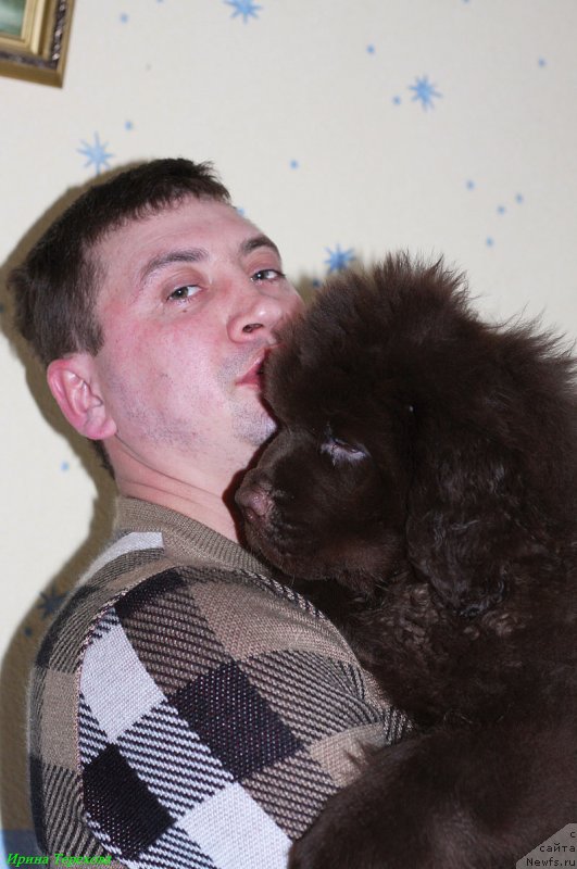 Фото: ньюфаундленд Charli The Best Helfi Pel (Чарли Де Бест Хелфи Пэл)