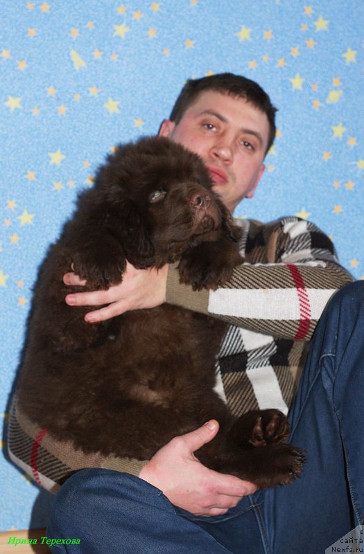 Фото: ньюфаундленд Charli The Best Helfi Pel (Чарли Де Бест Хелфи Пэл)