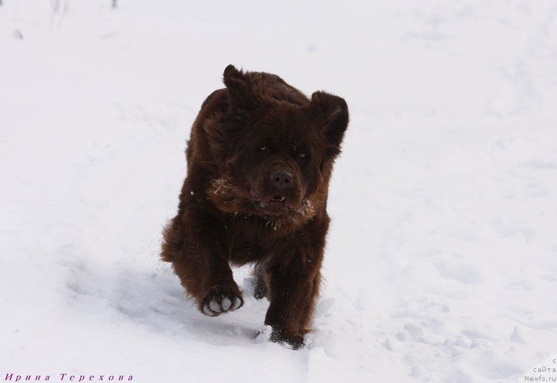 Фото: ньюфаундленд Velikiy Medved' Kameliya (Великий Медведь Камелия)