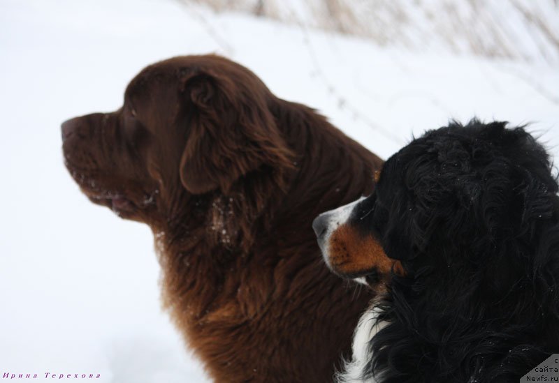 Фото: ньюфаундленд Velikiy Medved' Kameliya (Великий Медведь Камелия)