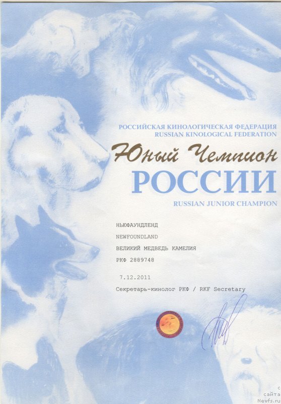 Фото: ньюфаундленд Velikiy Medved' Kameliya (Великий Медведь Камелия)