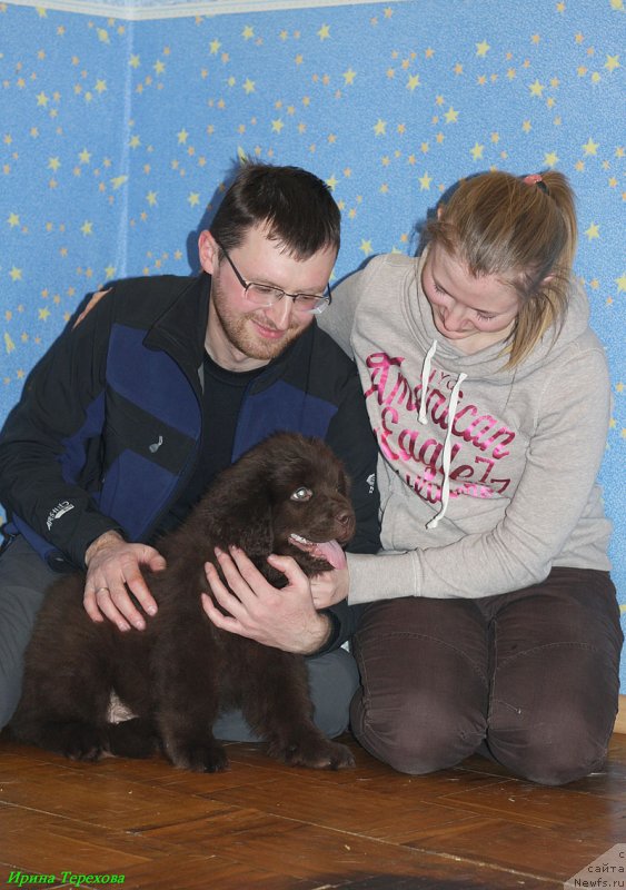 Фото: ньюфаундленд Chara Hani Les (Чара Хани Лес)