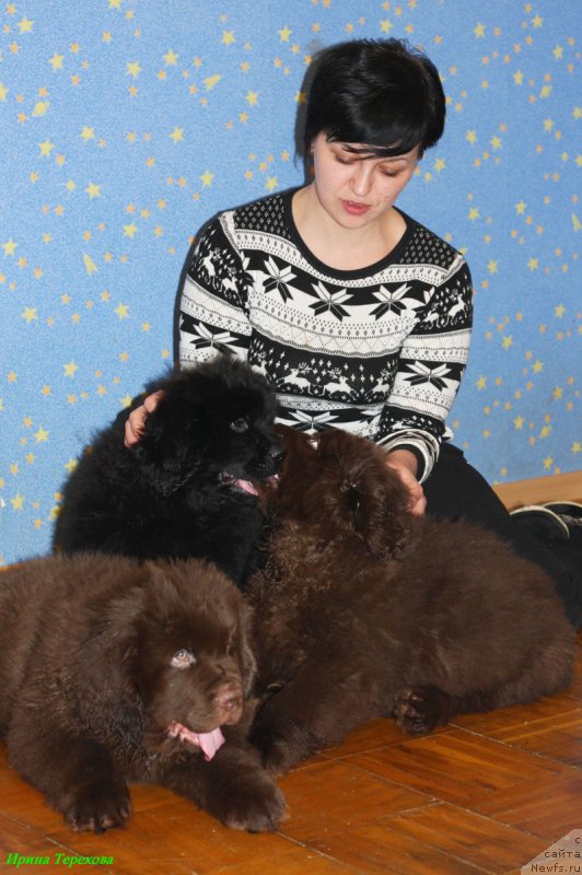 Фото: ньюфаундленд Chara Hani Les (Чара Хани Лес), ньюфаундленд Charli The Best Helfi Pel (Чарли Де Бест Хелфи Пэл), ньюфаундленд CHelesta Remarkabl Vench (Челеста Ремаркабл Венч)