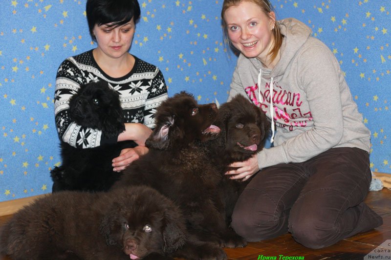 Фото: ньюфаундленд Chara Hani Les (Чара Хани Лес)