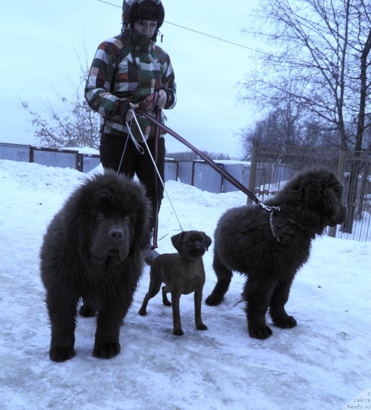 Фото: ньюфаундленд Chara Hani Les (Чара Хани Лес)