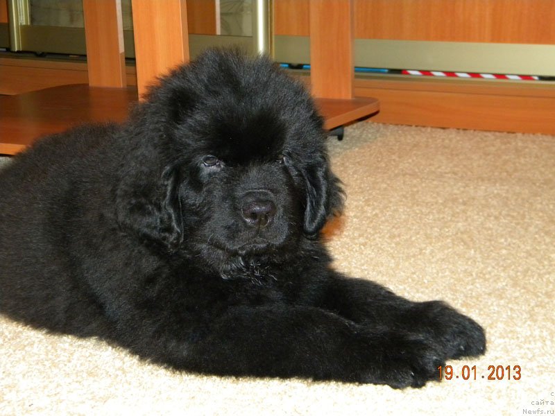 Фото: ньюфаундленд CHeyzer CHeyn Nayt (Чейзер Чейн Найт)