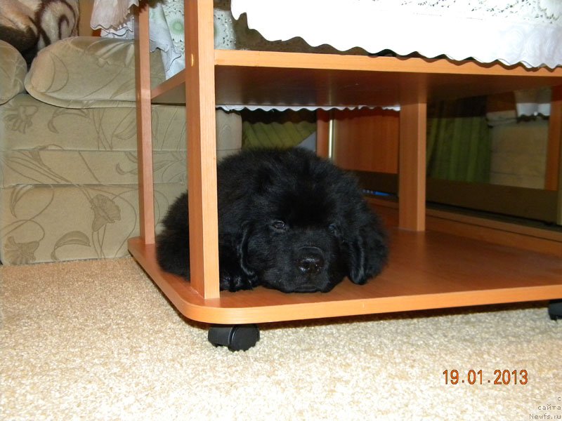 Фото: ньюфаундленд CHeyzer CHeyn Nayt (Чейзер Чейн Найт)