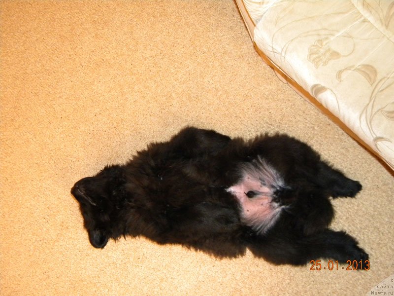 Фото: ньюфаундленд CHeyzer CHeyn Nayt (Чейзер Чейн Найт)