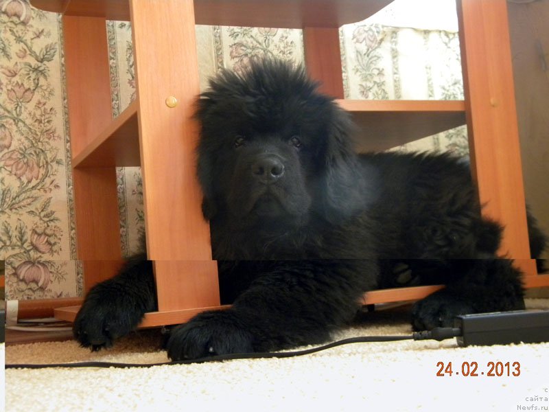 Фото: ньюфаундленд CHeyzer CHeyn Nayt (Чейзер Чейн Найт)