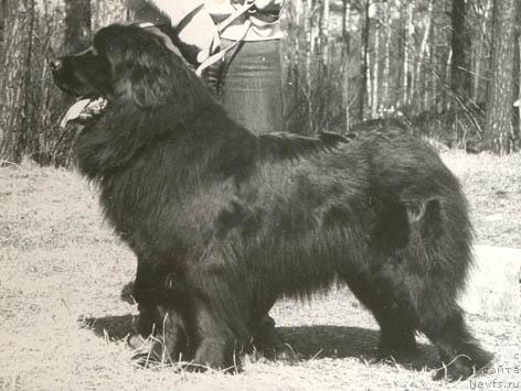Фото: ньюфаундленд Horna Can (Хорна Цан)