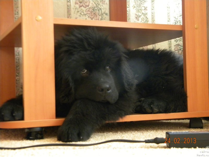 Фото: ньюфаундленд CHeyzer CHeyn Nayt (Чейзер Чейн Найт)