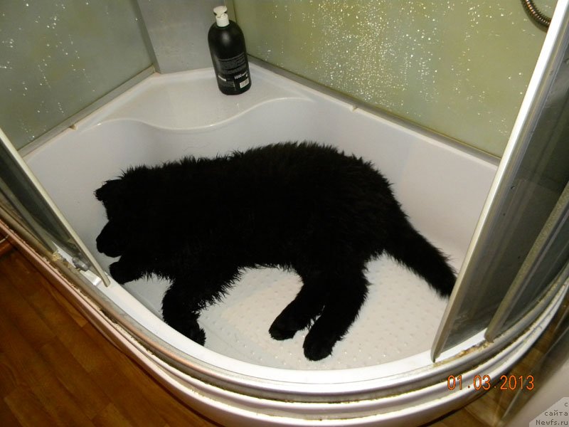 Фото: ньюфаундленд CHeyzer CHeyn Nayt (Чейзер Чейн Найт)