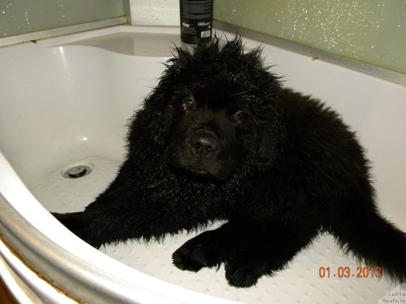 Фото: ньюфаундленд CHeyzer CHeyn Nayt (Чейзер Чейн Найт)