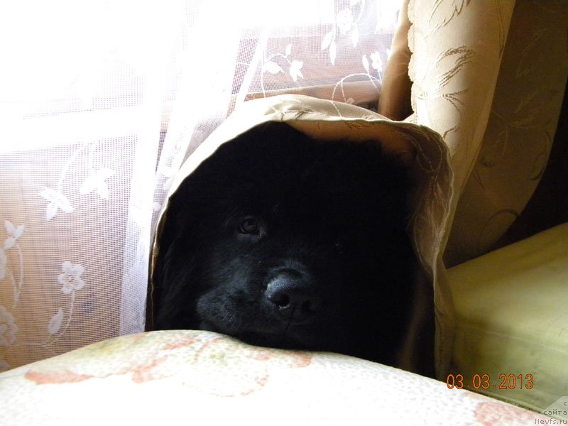 Фото: ньюфаундленд CHeyzer CHeyn Nayt (Чейзер Чейн Найт)