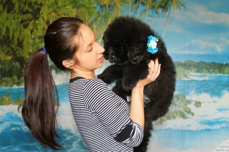 Фото: ньюфаундленд Sultan Best Bavariya Belle (Султан Бест Бавария Бель), Леусенко Светлана