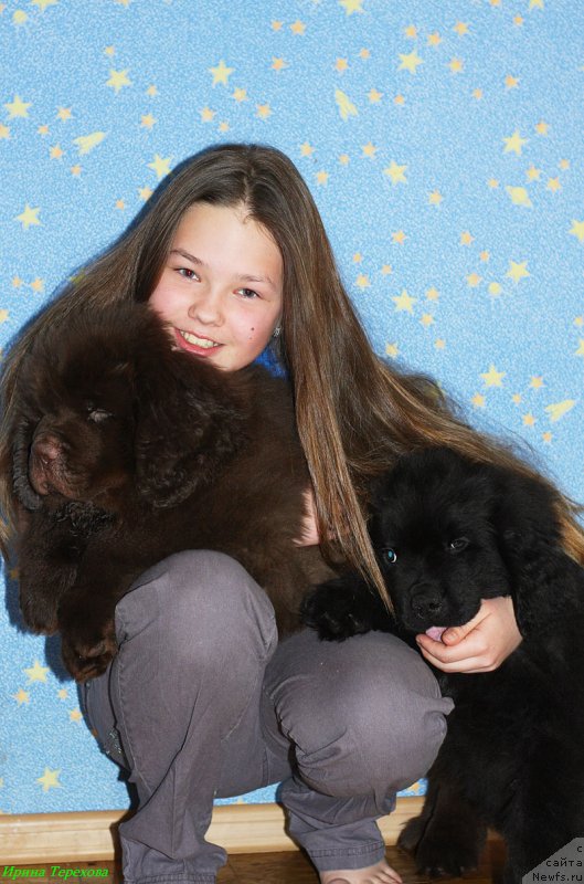 Фото: ньюфаундленд Charli The Best Helfi Pel (Чарли Де Бест Хелфи Пэл)