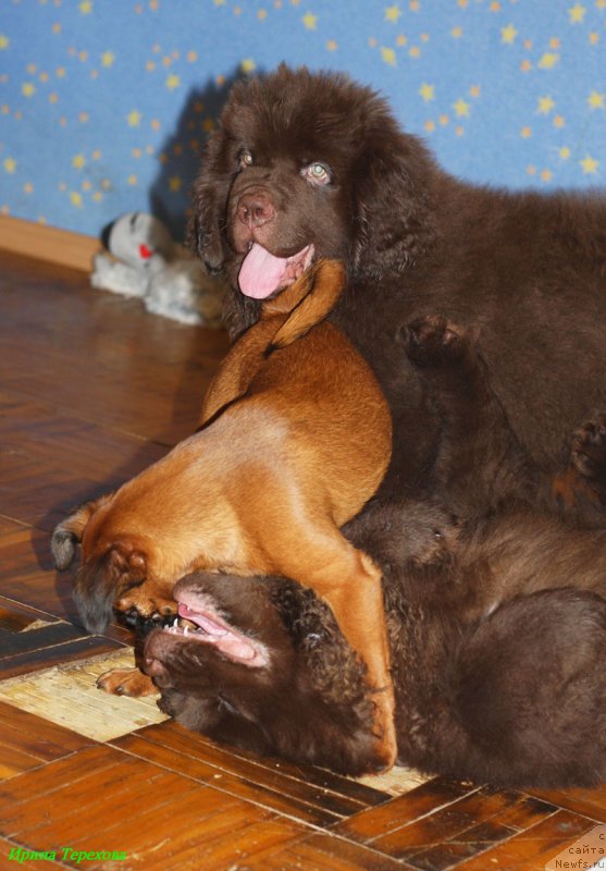 Фото: ньюфаундленд Charli The Best Helfi Pel (Чарли Де Бест Хелфи Пэл)