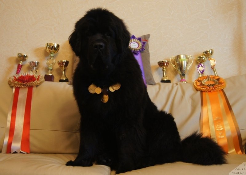 Фото: ньюфаундленд Beguschaya po Volnam Foget Mi Not (Бегущая по Волнам Фогет Ми Нот)