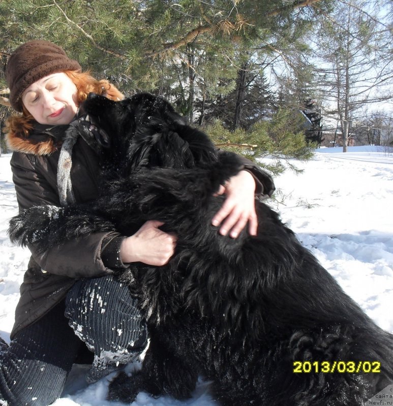 Фото: ньюфаундленд Divnaya Noch' iz Tihogo Omuta (Дивная Ночь из Тихого Омута)