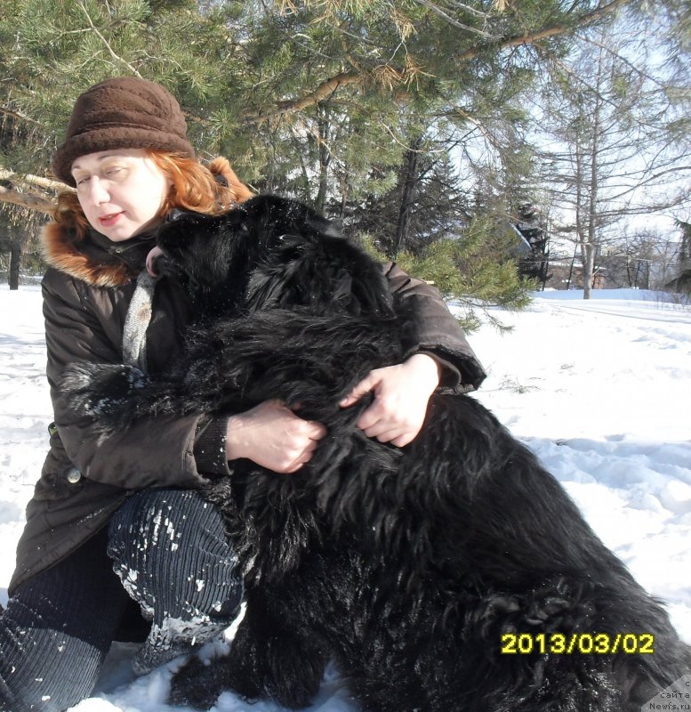 Фото: ньюфаундленд Divnaya Noch' iz Tihogo Omuta (Дивная Ночь из Тихого Омута)