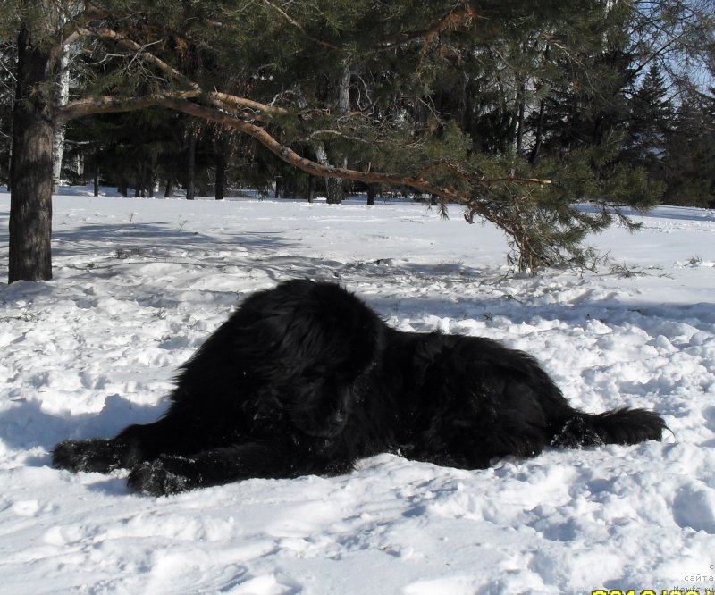 Фото: ньюфаундленд Divnaya Noch' iz Tihogo Omuta (Дивная Ночь из Тихого Омута), Tat'yana Poydina (Татьяна Пойдина)
