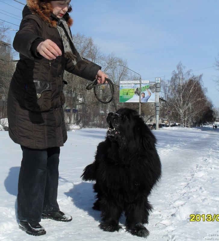 Фото: ньюфаундленд Divnaya Noch' iz Tihogo Omuta (Дивная Ночь из Тихого Омута), Tat'yana Poydina (Татьяна Пойдина)