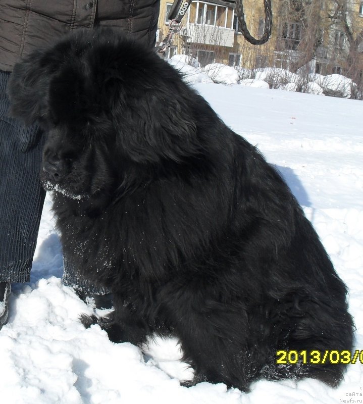 Фото: ньюфаундленд Divnaya Noch' iz Tihogo Omuta (Дивная Ночь из Тихого Омута)