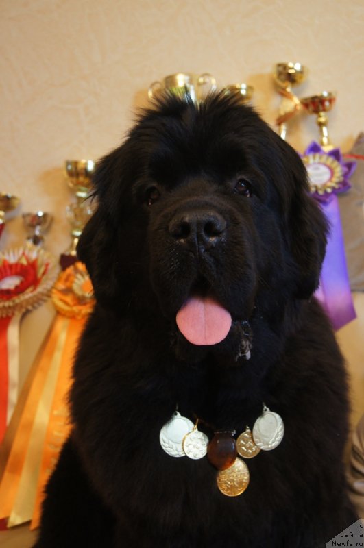 Фото: ньюфаундленд Beguschaya po Volnam Foget Mi Not (Бегущая по Волнам Фогет Ми Нот)