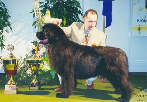Фото: ньюфаундленд Pouch Cove's Salome O Tarbell