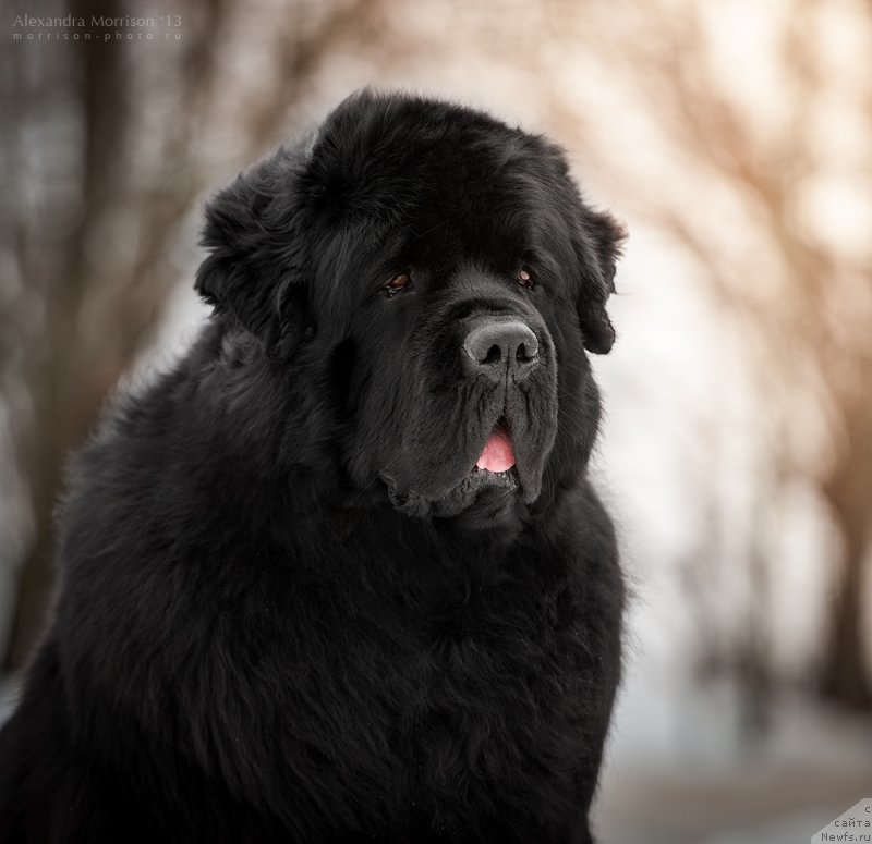 Фото: ньюфаундленд Pchiolkin Dom Veniamin (Пчёлкин Дом Вениамин)